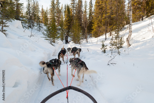Dog sledding across Swedish Lapland in winter