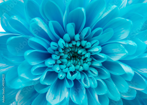 Blue Chrysanthemum Flower Isolated