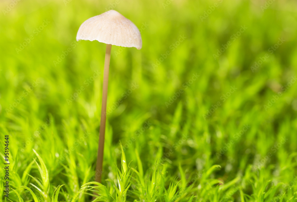 Little mushroom on the moss, macro ( selective focus ) Little mushroom on the moss, macro ( selective focus )