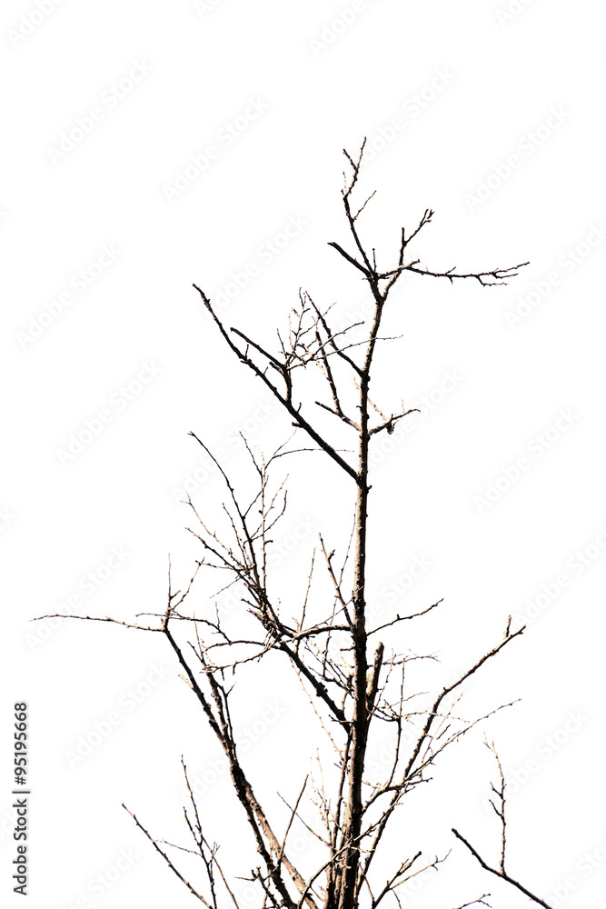 Fototapeta premium Dry branch isolated on white