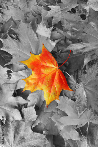 Orange maple leaf amongst black and white autumn leaves