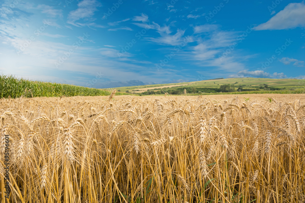 Beautiful blue sky over ripe wheat field. Summer landscape