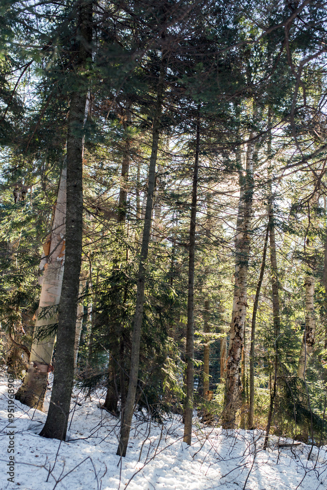 canadian forest under the snow canadian forest under the snow