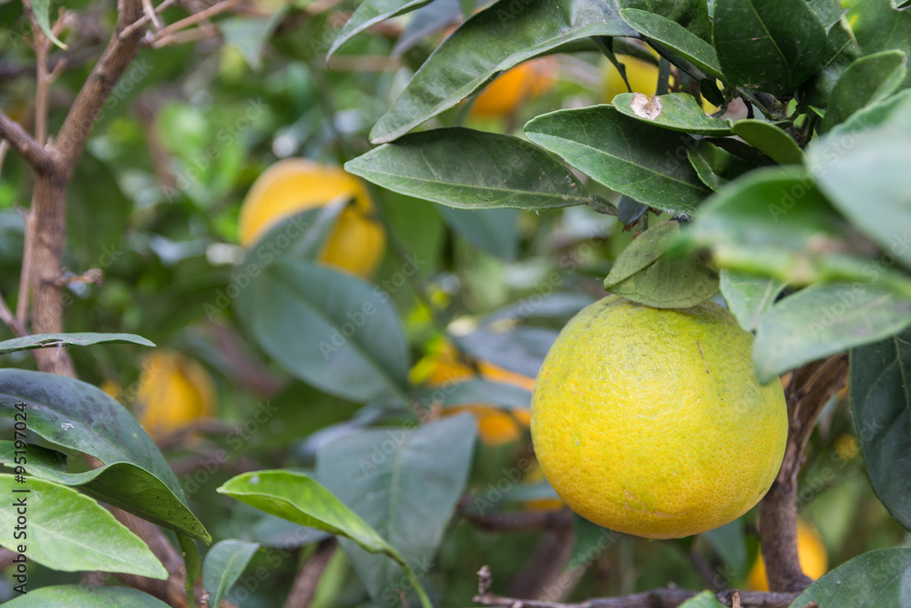 Spanische Orangen reifen am Baum
