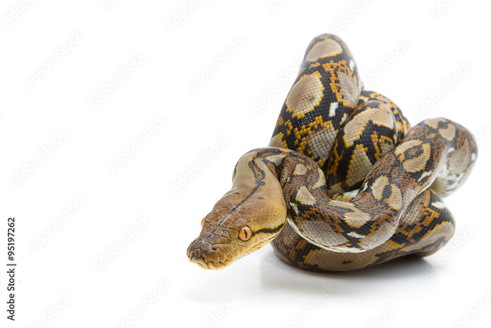 Fototapeta premium Boa constrictor on white background