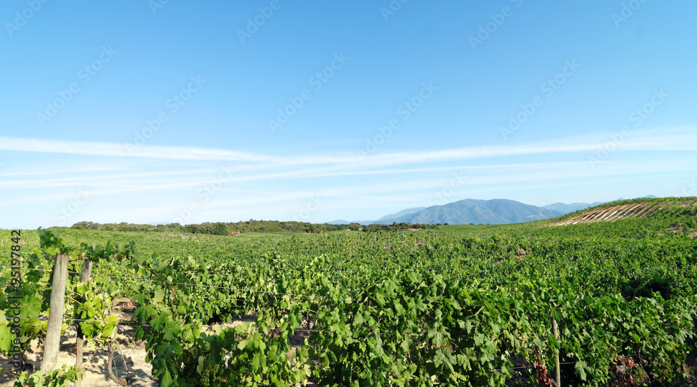 Vignes de Corse