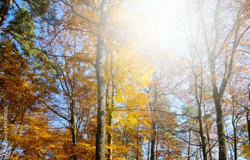 Herbstliche Bäume in der Sonne
