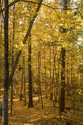 Bright yellow fall foliage inside forest at Mansfield Hollow  Connecticut.