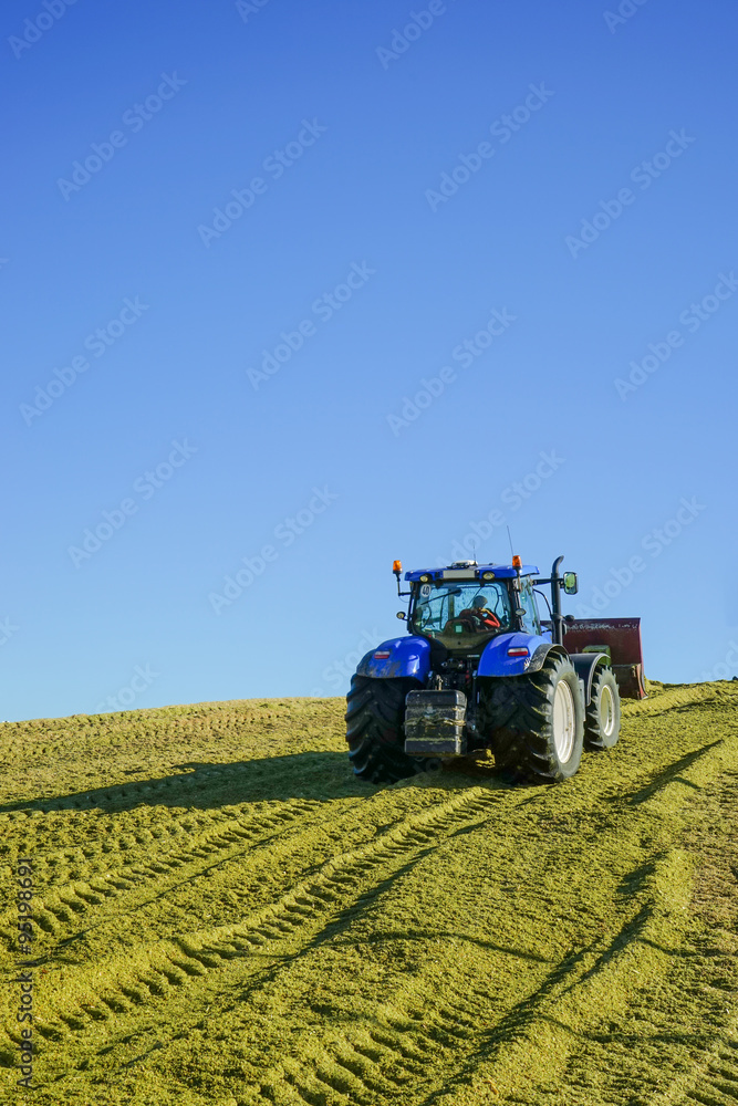 Fototapeta premium Blauer Traktor mit Planierschild beim verdichten der Maissilage