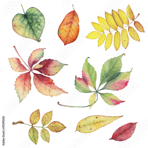 Set of colorful autumn leaves. Bright color watercolor pattern. Hand drawn botanical illustration.
