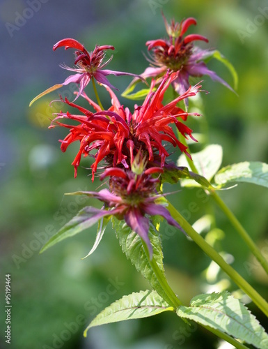 Red flowerering crimson beebalm Monarda didyma photo