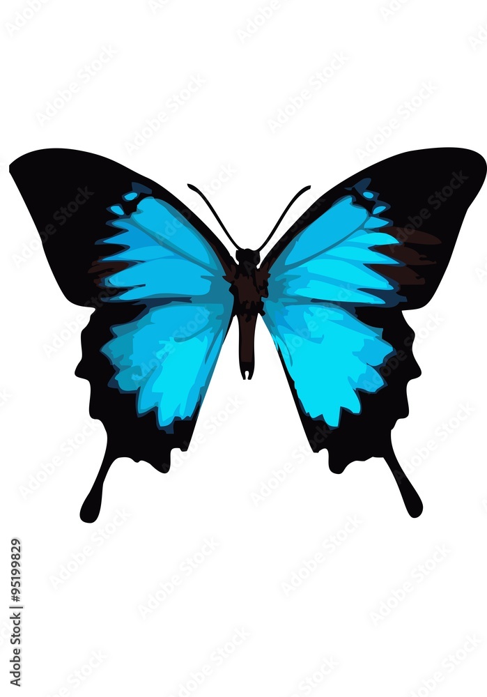 Fototapeta premium Swallowtail butterfly, butterfly blue on a white background.