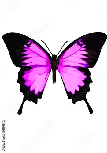 Swallowtail butterfly, pink butterfly on a white background.