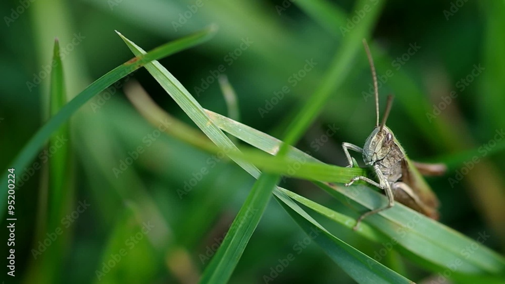 Grasshopper on the green grass in autumn
Grasshopper on the green grass in autumn