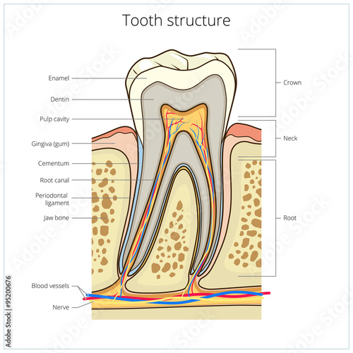 Human tooth structure medical vector