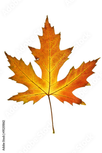 Autumn leaf. Colorful maple leaf isolated on white background.