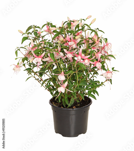 Fuchsia en pot © hcast