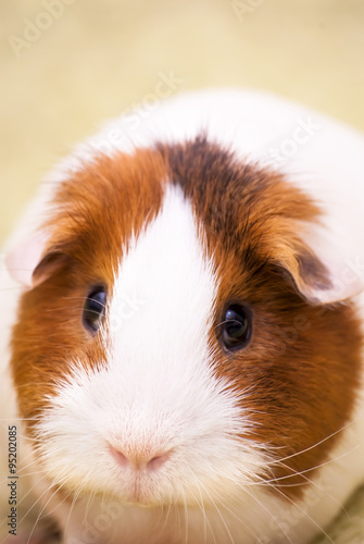Guinea pig on a green background