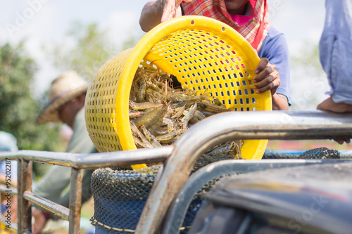 Fishermen pour the shrimp out of the basket into bucket.