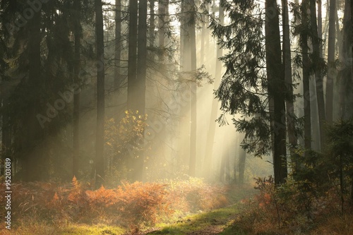 Coniferous forest on a foggy autumn morning © Aniszewski