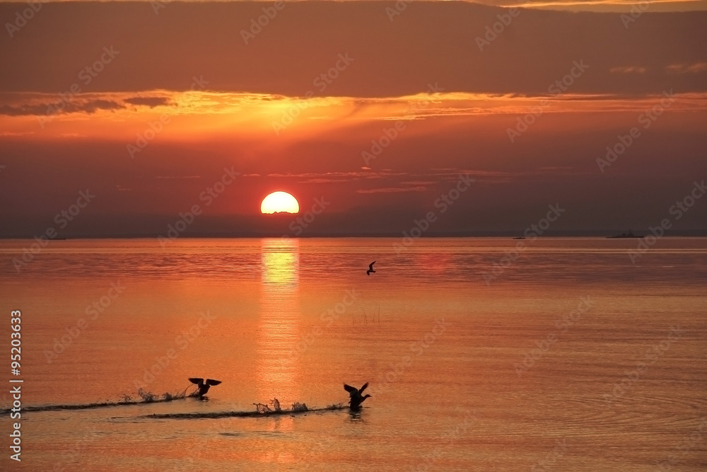 duck taking off on the background of sunrise on the Gulf of Finland