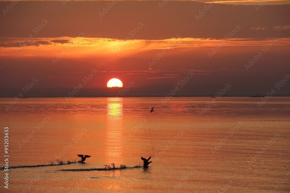 Fototapeta premium duck taking off on the background of sunrise on the Gulf of Finland