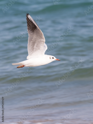 beautiful seagull flying over the sea