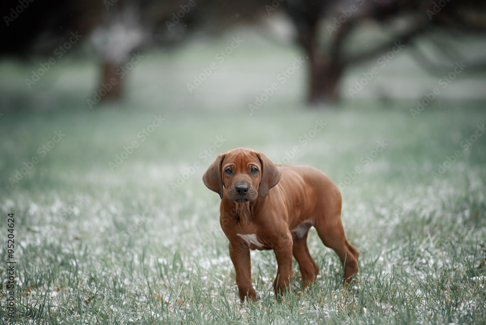 Beautiful dog rhodesian ridgeback 