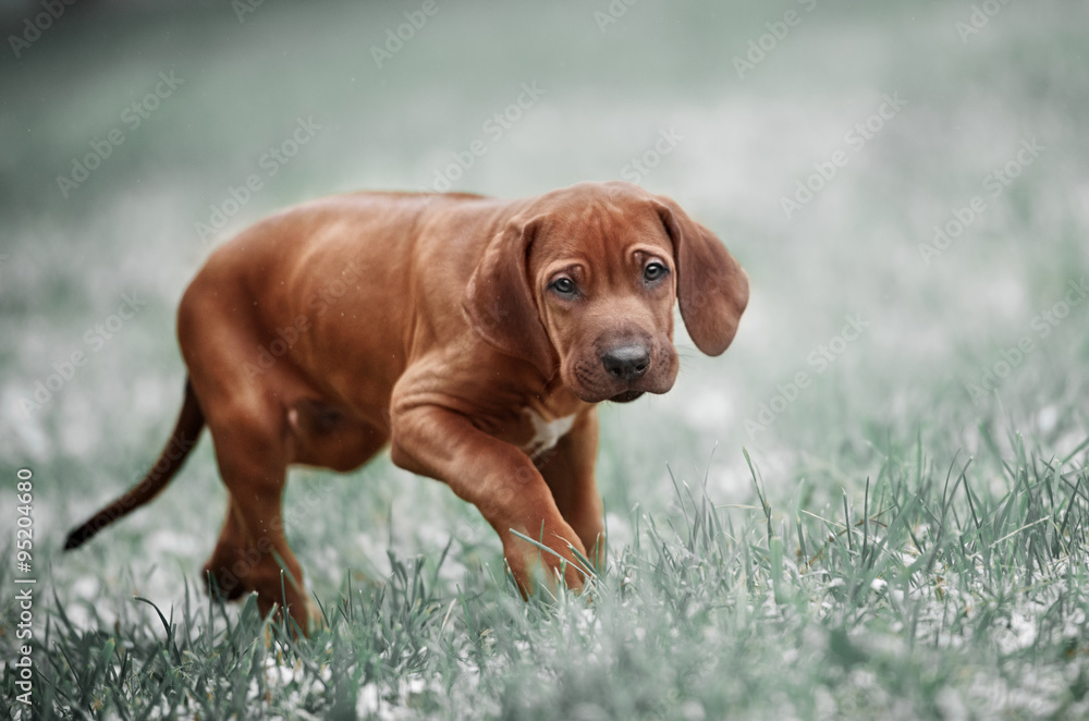 Beautiful dog rhodesian ridgeback Beautiful dog rhodesian ridgeback