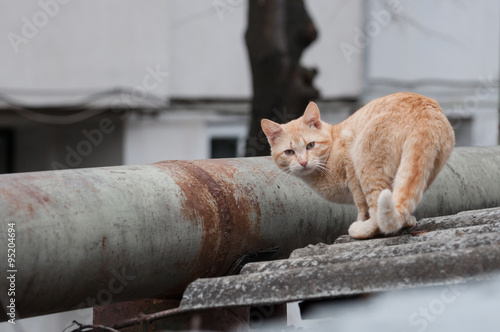 Canvas Print an orange cat looking back to the camera