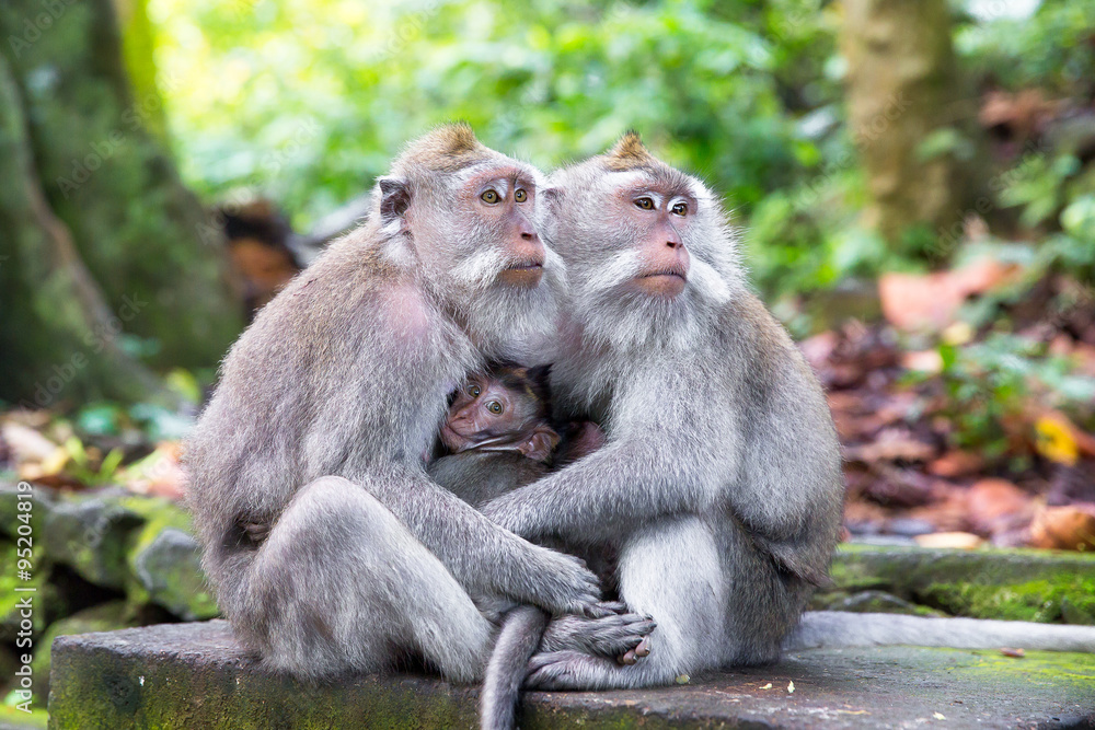 Family of long-tailed macaque (Macaca fascicularis) in Sacred Mo Family of long-tailed macaque (Macaca fascicularis) in Sacred Mo