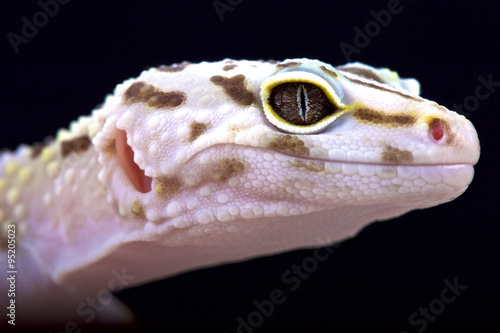 Iranian fat tailed gecko, (Eublepharis angramainyu)
