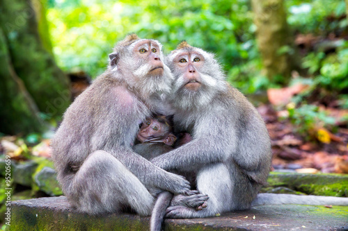 Family of long-tailed macaque (Macaca fascicularis) in Sacred Mo