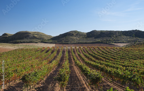 Vineyards in Barbarin, Navarre