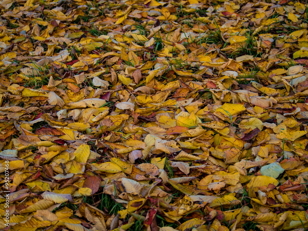 Herbstlaub