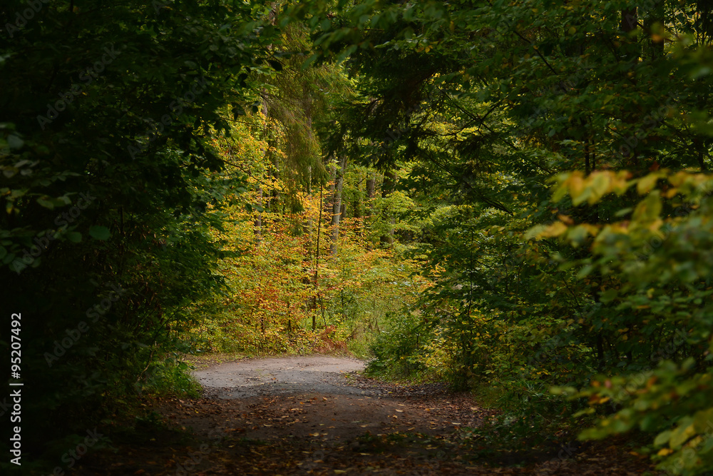 Obraz premium Autumn forest road