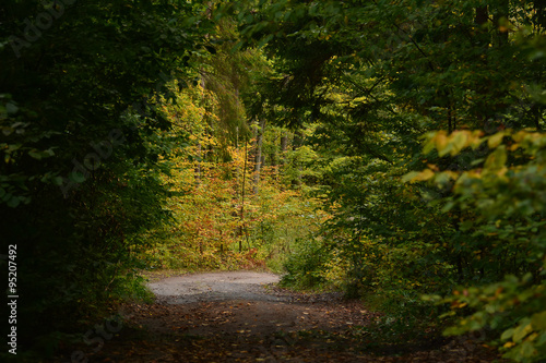 Autumn forest road