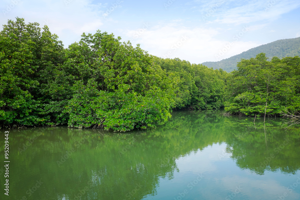 Mangrove forest at Koh Chang Island,Thailand