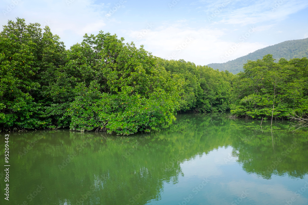 Mangrove forest at Koh Chang Island,Thailand Mangrove forest at Koh Chang Island,Thailand
