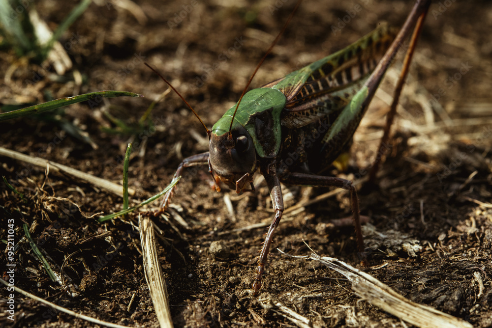 beautiful amazing green and black grasshopper in sunny mountains beautiful amazing green and black grasshopper in sunny mountains
