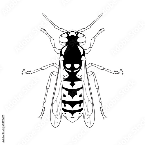 Wasp. Sketch of Wasp. Wasp isolated on white background. Wasp Design for coloring book.  hand-drawn Wasp.