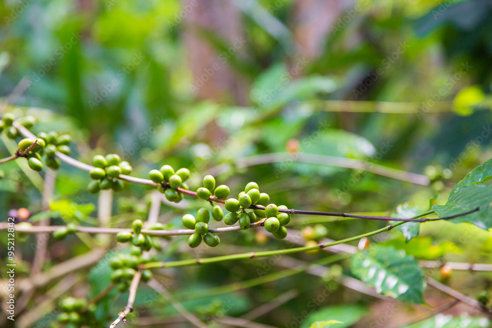 Coffee tree with ripe berries on farm, Bali island Coffee tree with ripe berries on farm, Bali island