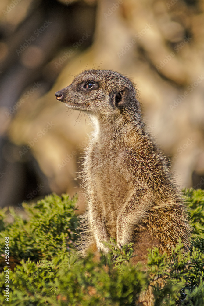 Fototapeta premium surykatka