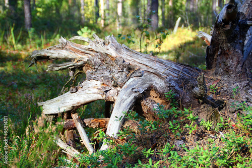 Bizarre snag in the forest