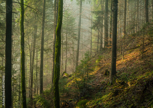 carpathian pine forest in sunlight © drummatra