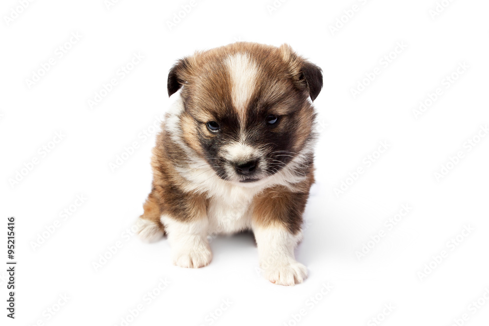 Cute purebred puppy (dog) on a white background Cute purebred puppy (dog) on a white background
