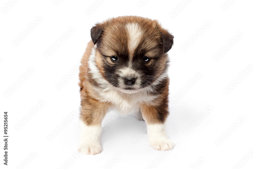 Cute purebred puppy (dog) on a white background Cute purebred puppy (dog) on a white background