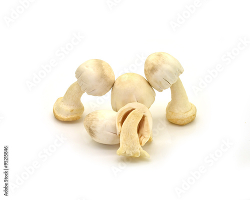 Straw Mushroom on white background