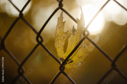 beautiful autumn wonderful yellow leaf on a fence under amazing