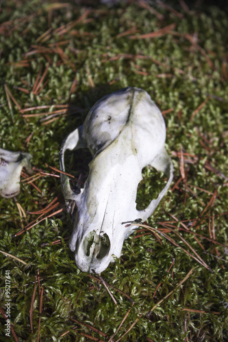Raccoon skull